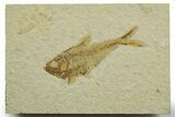 Detailed Fossil Fish (Diplomystus) - Wyoming #363904-1